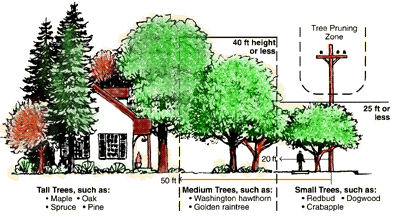 Planting Trees Guide