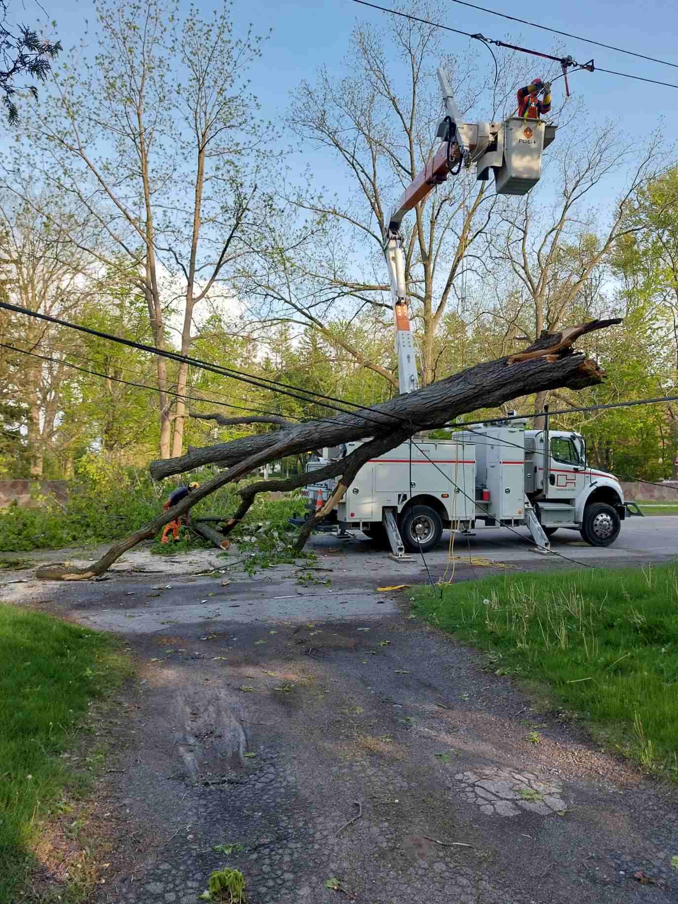 Picture of tree limb on powerline and Oakville Hydro employee in a bucket truck removing the tree from the powerline