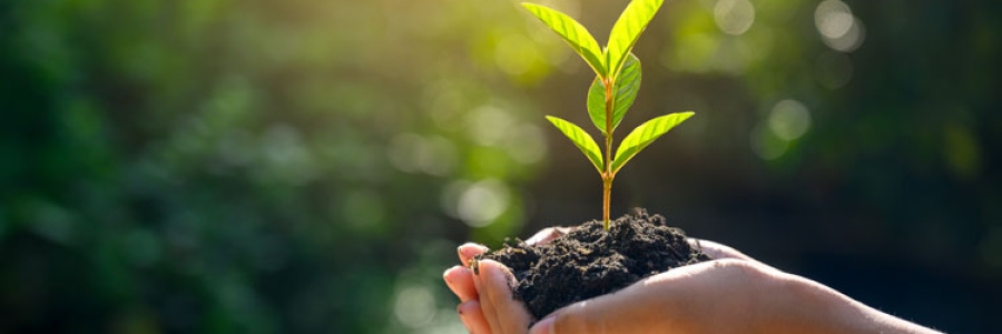 Hands holding a newly sprouted plant