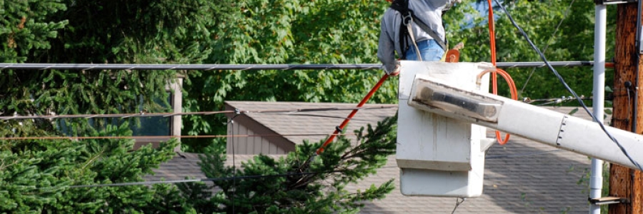 Trees being trimmed around a powerline