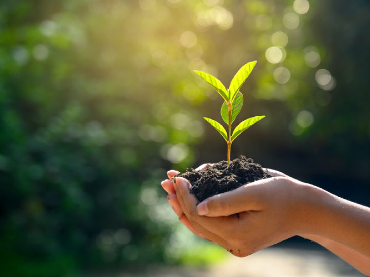 Hands holding a newly sprouted plant