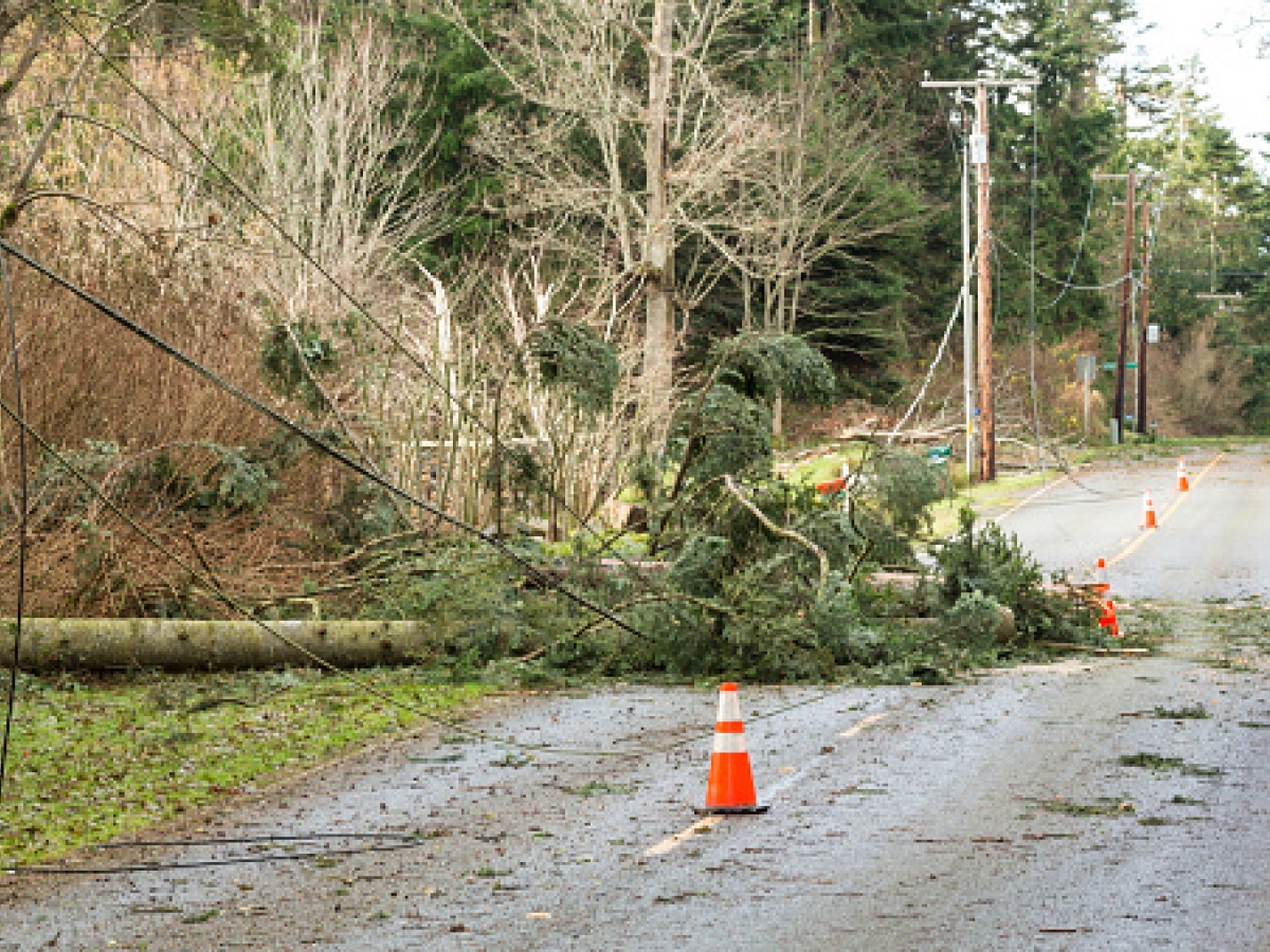 Fallen tree - powerline safety Fallen tree - powerline safety